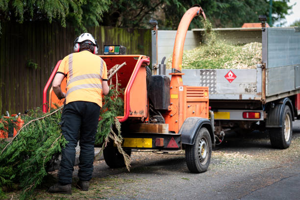 Reliable Hamilton College, NY Tree Services Solutions