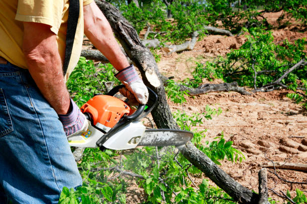 Lawn Pest Prevention in Hamilton College, NY